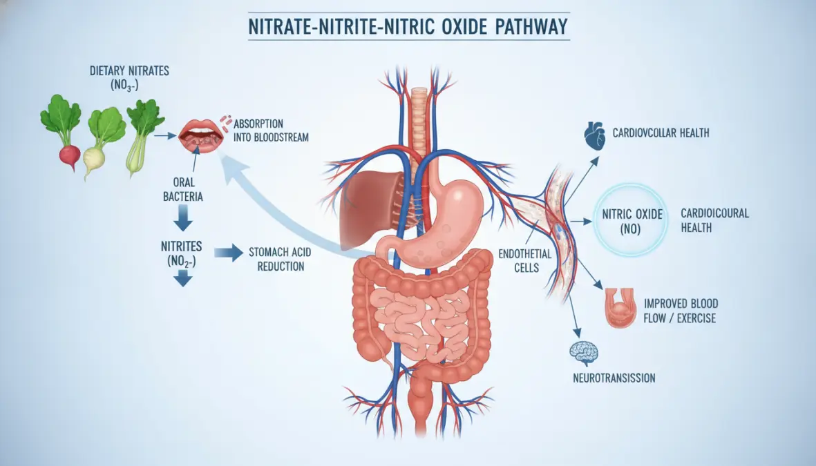 Nitric oxide pathway diagram showing how dietary nitrates convert to improve endurance performance